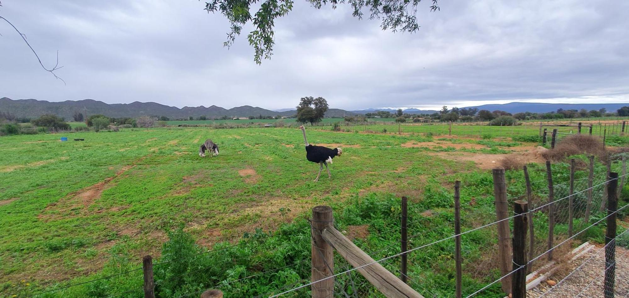Villa Karoo Leeu Self Catering Oudtshoorn Exterior foto